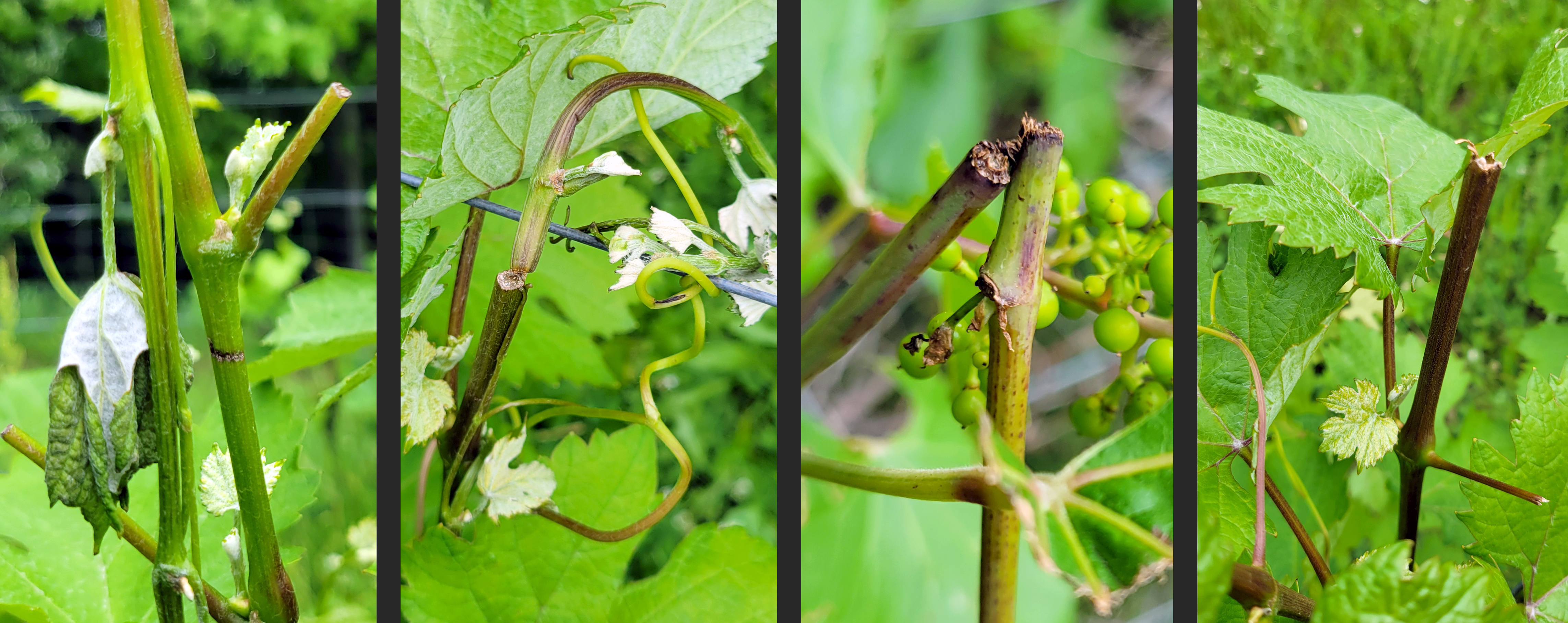 Characteristic damage from grape cane girdler.
